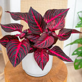 Iresine herbstii Rich Redstar, 20 cm, planta decorativa cu frunze rosu burgundy intens si nervuri roz, planta tropicala colorata pentru casa si birou