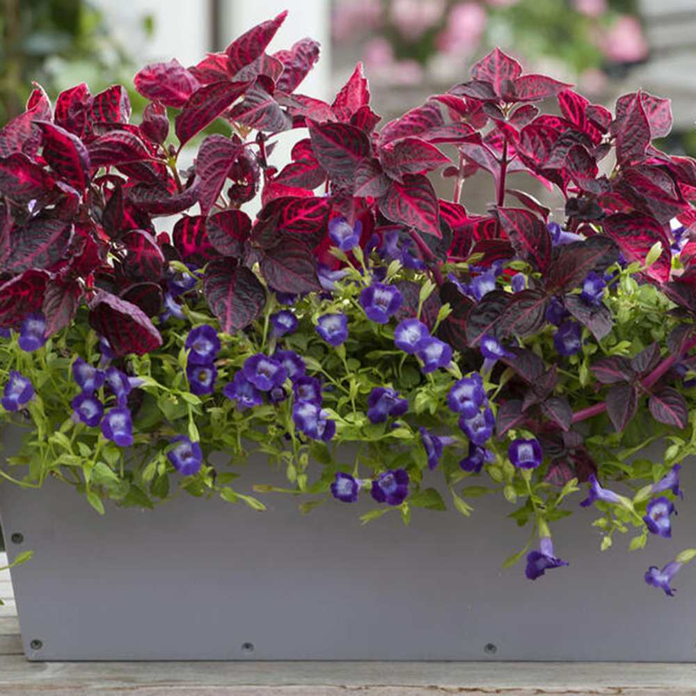 Iresine herbstii Rich Redstar, 20 cm, planta decorativa cu frunze rosu burgundy intens si nervuri roz, planta tropicala colorata pentru casa si birou