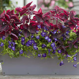 Iresine herbstii Rich Redstar, 20 cm, planta decorativa cu frunze rosu burgundy intens si nervuri roz, planta tropicala colorata pentru casa si birou