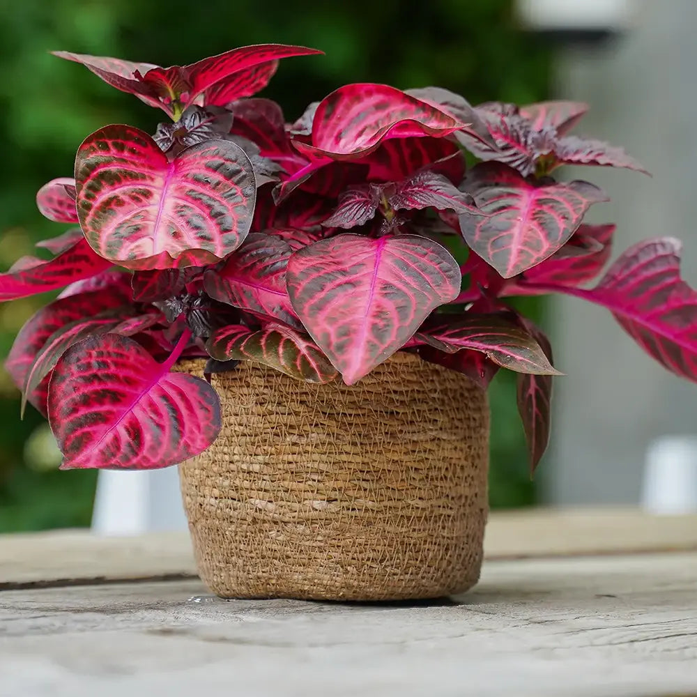 Iresine herbstii Rich Redstar, 20 cm, planta decorativa cu frunze rosu burgundy intens si nervuri roz, planta tropicala colorata pentru casa si birou
