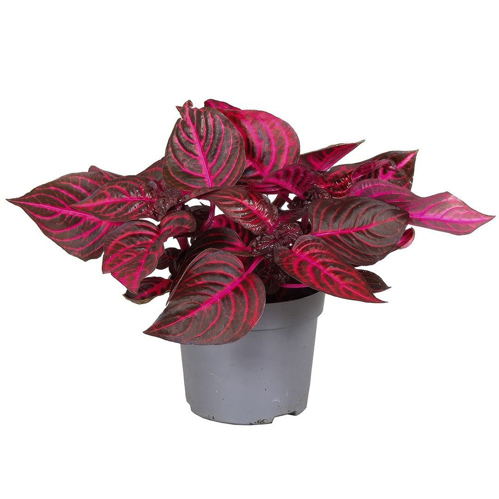 Iresine herbstii Rich Redstar, 20 cm, planta decorativa cu frunze rosu burgundy intens si nervuri roz, planta tropicala colorata pentru casa si birou