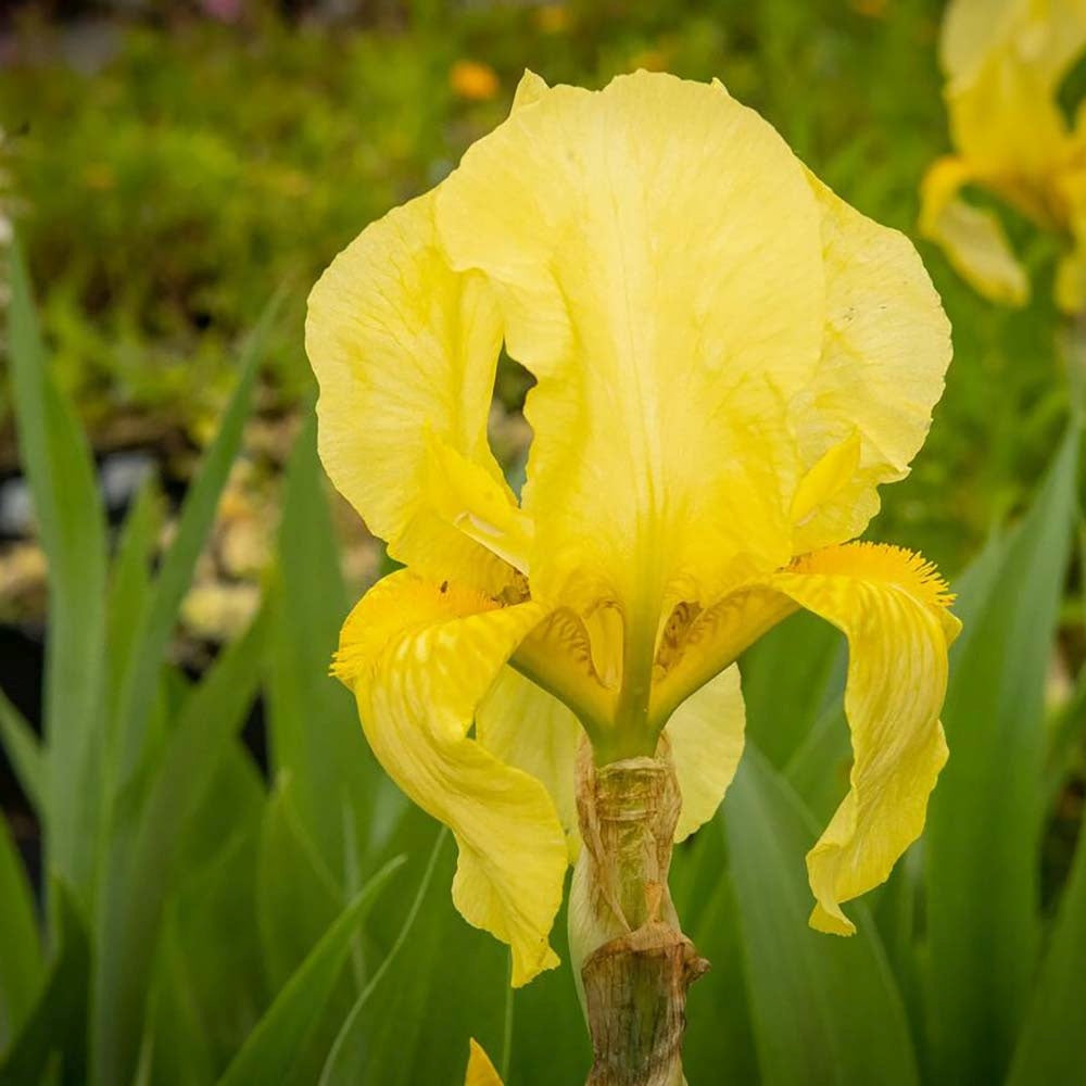 Iris Germanica (Stanjenel) Lime Fizz | Verdena – VERDENA