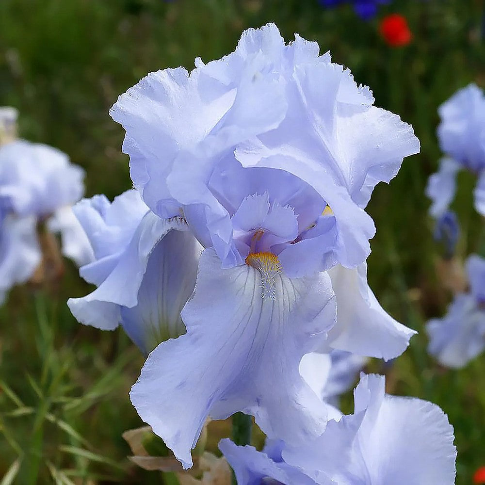 Iris Germanica (Stanjenel) Blue Sapphire - Bulb Plantat In Ghiveci