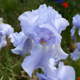 Iris Germanica (Stanjenel) Blue Sapphire - Bulb Plantat In Ghiveci