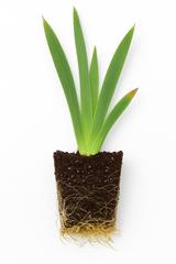 Iris Germanica (Stanjenel) Ola Kala, cu flori galbene parfumate, crestere rapida, bulb plantat In ghiveci