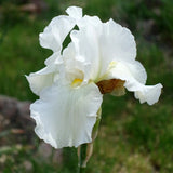 Iris Germanica (Stanjenel) Glacier - Bulb Plantat In Ghiveci