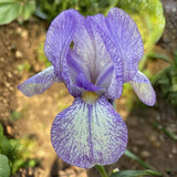 Iris Germanica (Stanjenel) Petite Monet, cu flori roz pastel si galben-crem parfumate crestere rapida, bulb plantat in ghiveci