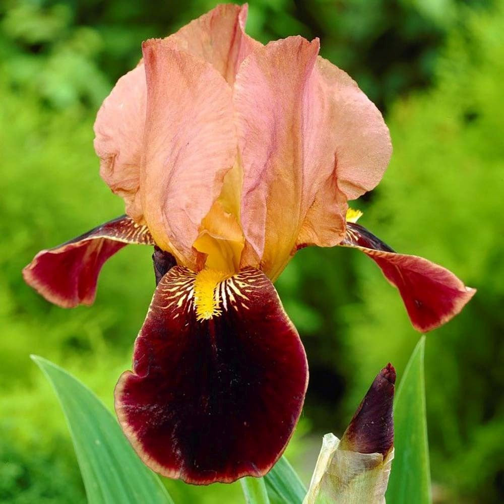 Iris Germanica (Stanjenel) Cimarron Strip, cu flori burgundiu-somon