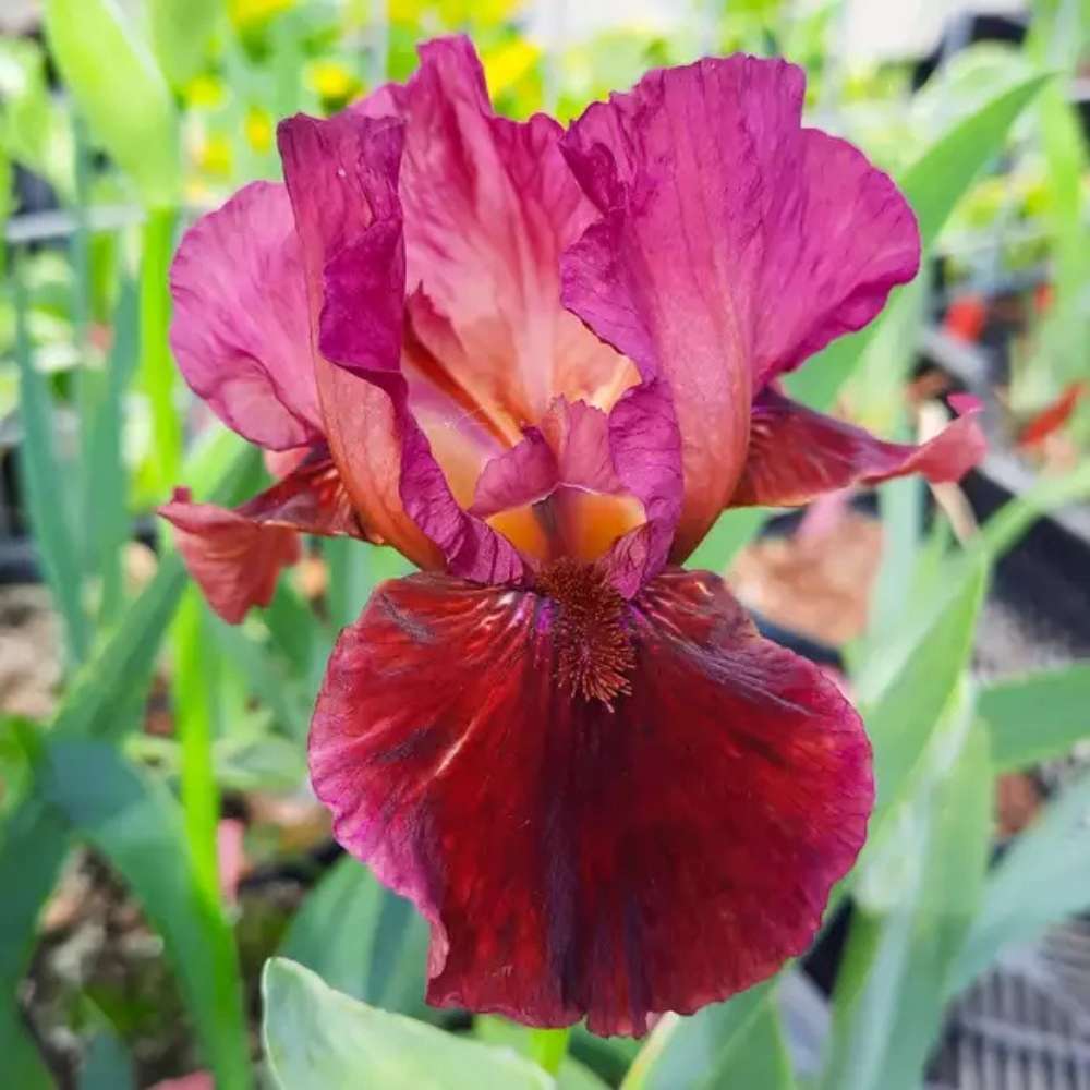 Iris Germanica (Stanjenel) Fabulous Jeanet, cu flori rosii bordo parfumate, crestere rapida, crestere rapida, bulb plantat in ghiveci