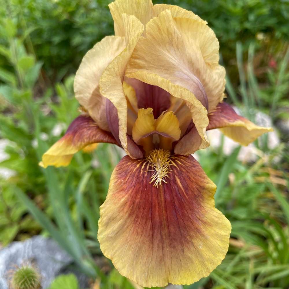 Iris Germanica (Stanjenel) Oklahoma Bandit, cu flori bordo catifelate parfumate, crestere rapida, bulb plantat in ghiveci