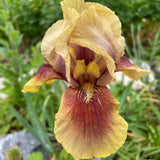 Iris Germanica (Stanjenel) Oklahoma Bandit, cu flori bordo catifelate parfumate, crestere rapida, bulb plantat in ghiveci
