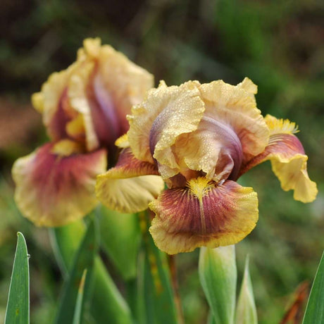Iris Germanica (Stanjenel) Oklahoma Bandit, cu flori bordo catifelate parfumate, crestere rapida, bulb plantat in ghiveci
