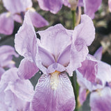 Iris germanica Rheinlaenderin (Stanjenelul), flori bleu-lavanda, crestere rapida, bulb plantat In ghiveci