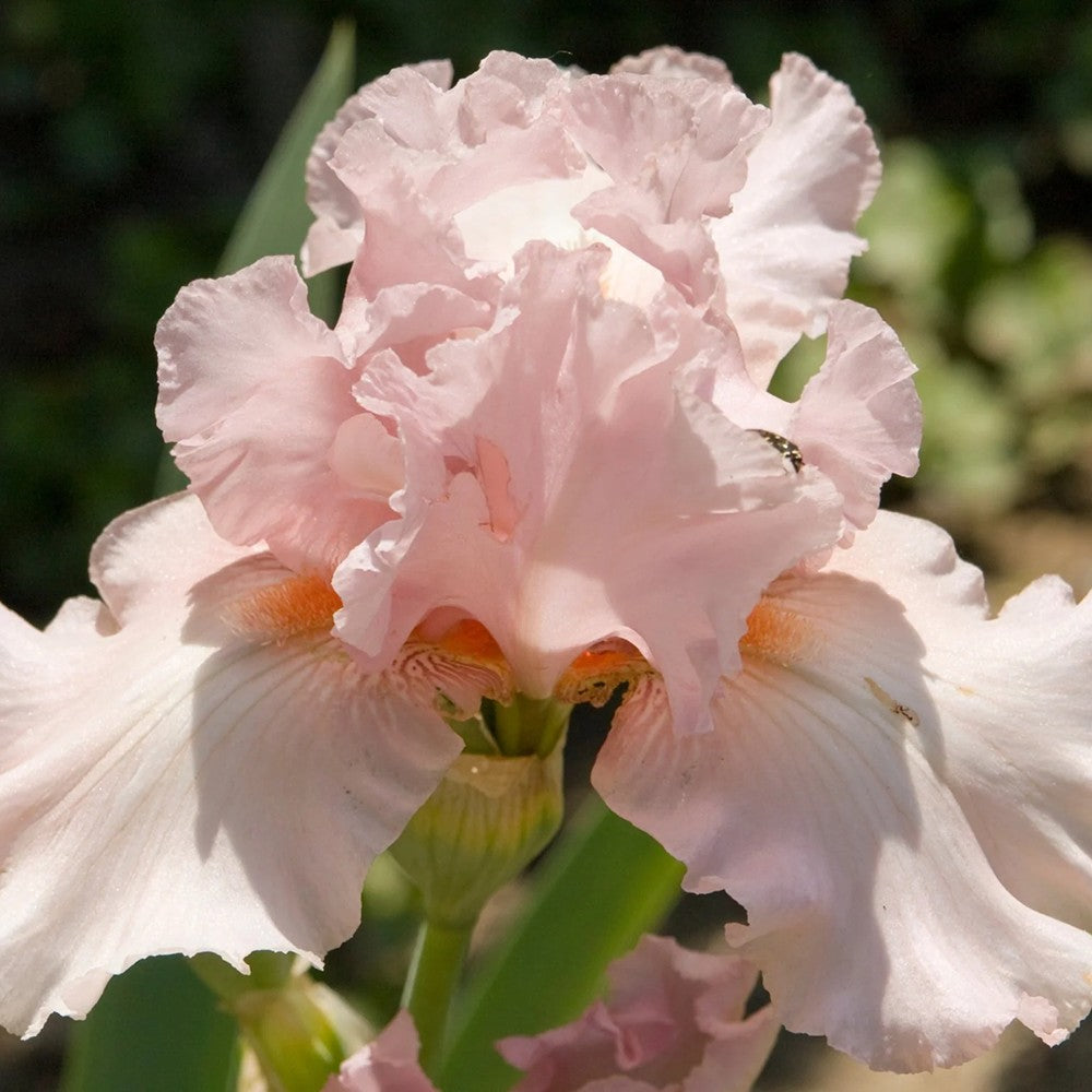 Iris Germanica (Stanjenel) Pink Empress - Bulb Plantat In Ghiveci