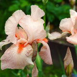 Iris Germanica (Stanjenel) Pink Empress - Bulb Plantat In Ghiveci