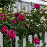 Trandafir englezesc David Austin James L. Austin - trandafir roz intens, flori duble, parfum fructat, inflorire repetata