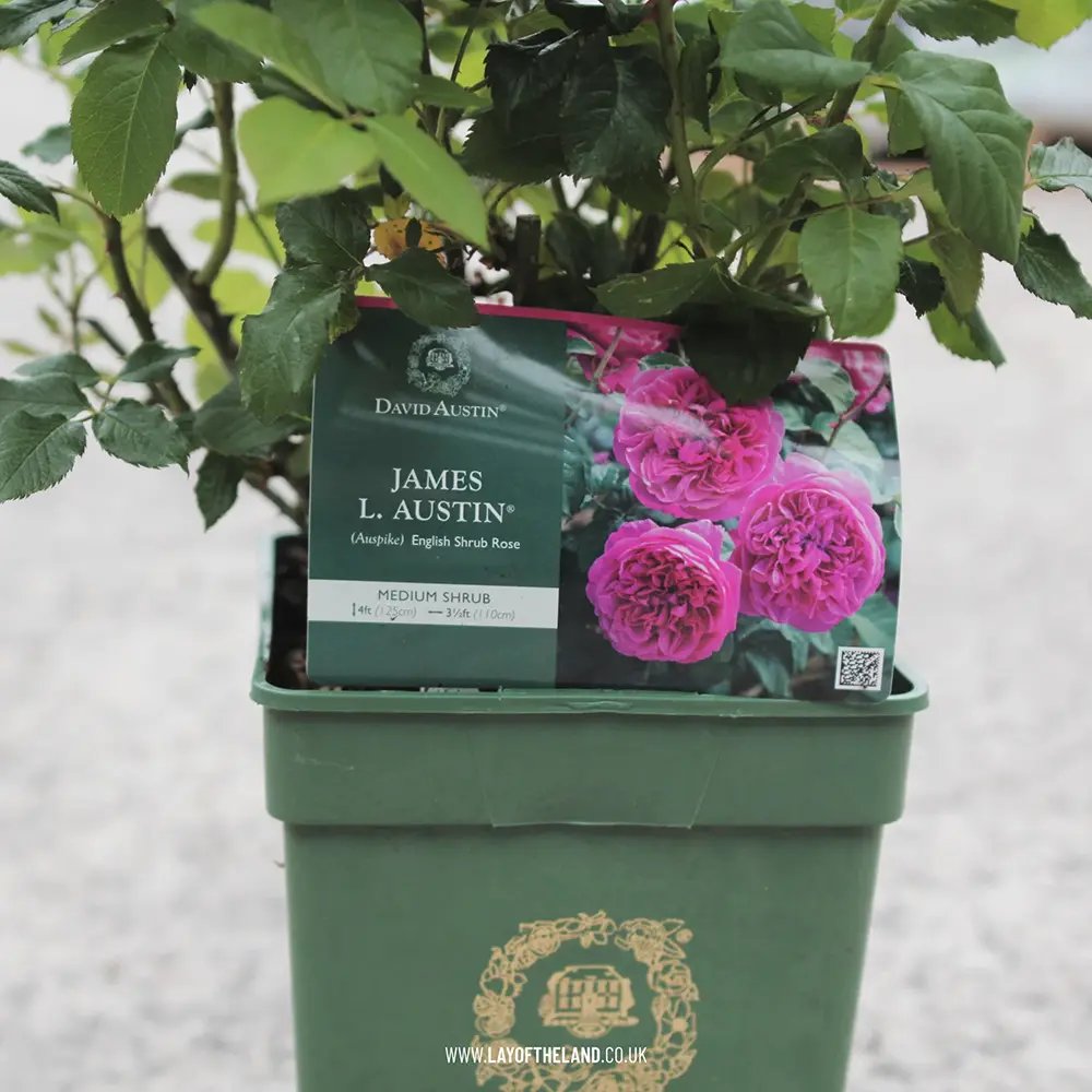 Trandafir englezesc David Austin James L. Austin - trandafir roz intens, flori duble, parfum fructat, inflorire repetata