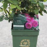 Trandafir englezesc David Austin James L. Austin - trandafir roz intens, flori duble, parfum fructat, inflorire repetata