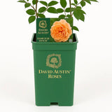 Trandafir englezesc David Austin Dame Judi Dench® - trandafir somon-portocaliu, flori duble, parfum fructat, inflorire repetata