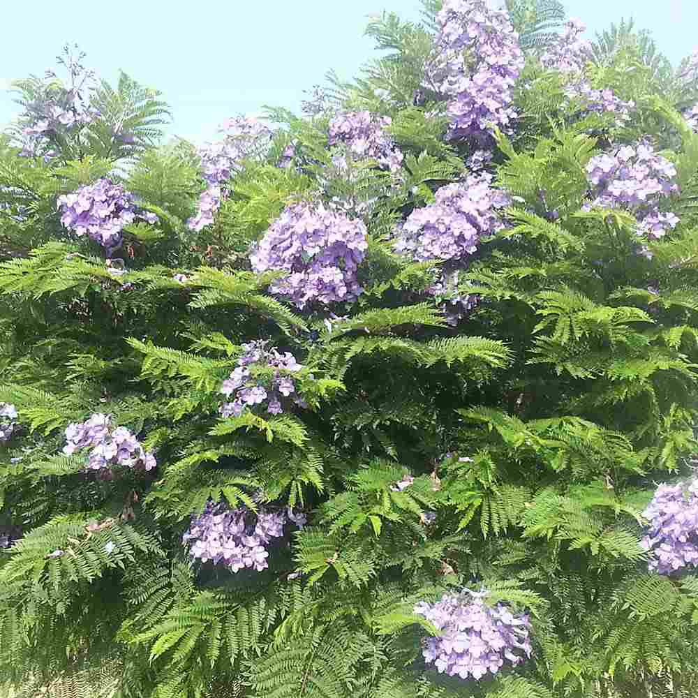 Copacul Violet Jacaranda, arbore exotic cu flori mov, pentru gradina sau terasa