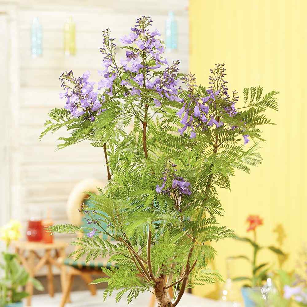 Copacul Violet Jacaranda, arbore exotic cu flori mov, pentru gradina sau terasa