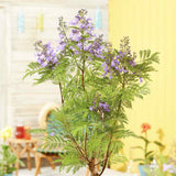 Copacul Violet Jacaranda, arbore exotic cu flori mov, pentru gradina sau terasa