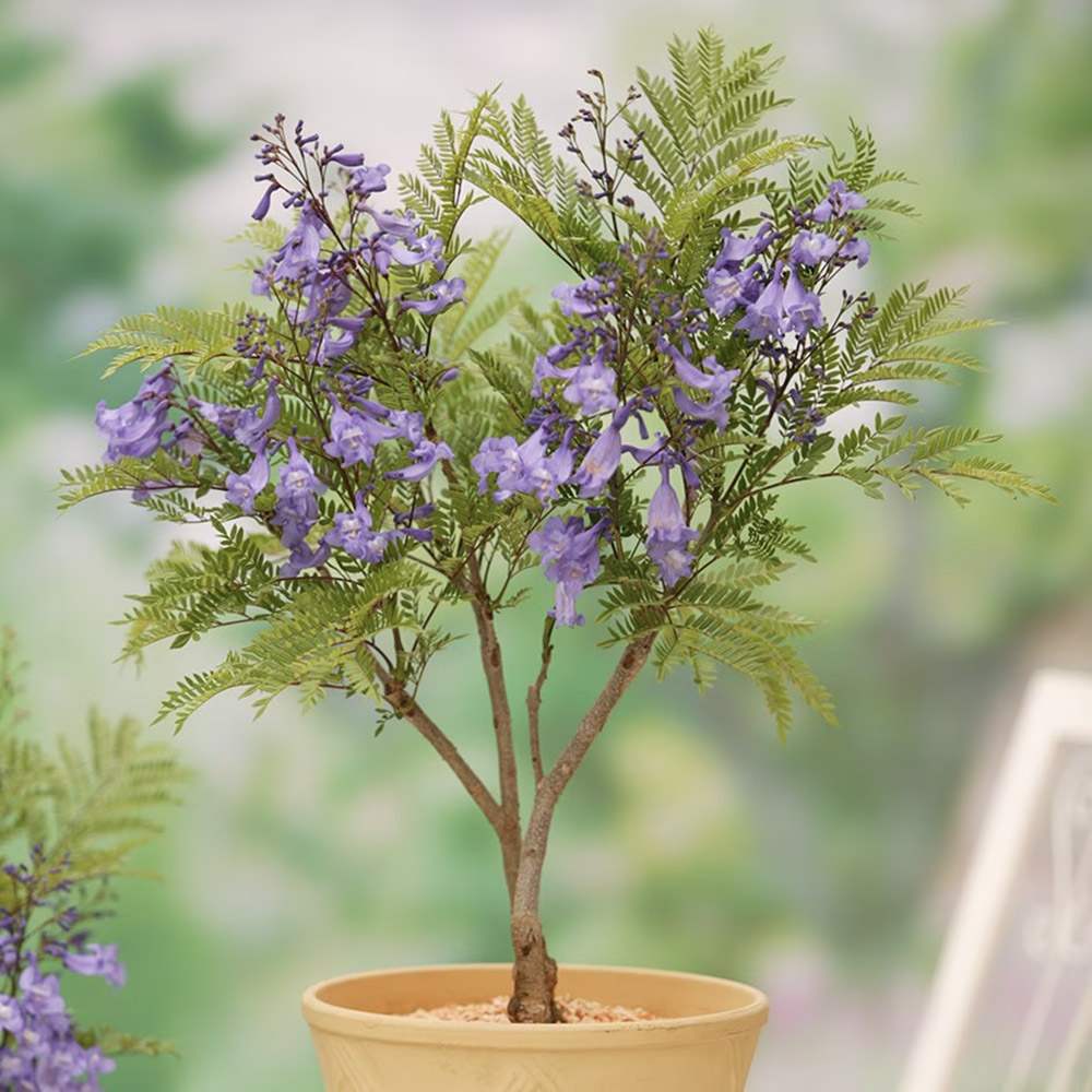 Copacul Violet Jacaranda, arbore exotic cu flori mov, pentru gradina sau terasa