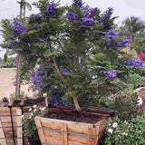 Copacul Violet Jacaranda, arbore exotic cu flori mov, pentru gradina sau terasa