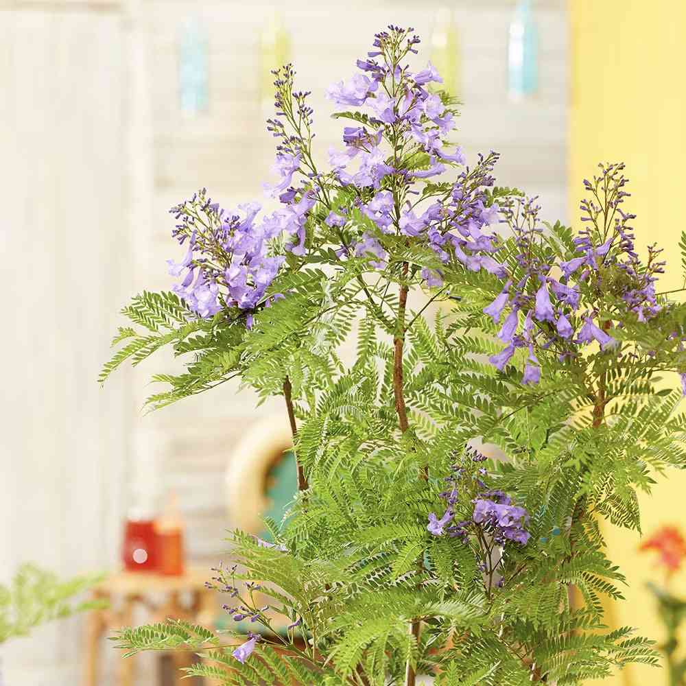 Copacul Violet Jacaranda, arbore exotic cu flori mov, pentru gradina sau terasa