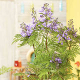 Copacul Violet Jacaranda, arbore exotic cu flori mov, pentru gradina sau terasa