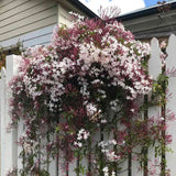 Iasomie de apartament (Jasminum polyanthum), cataratoare, parfum intens, planta decorativa pentru interior si terasa - 60 cm