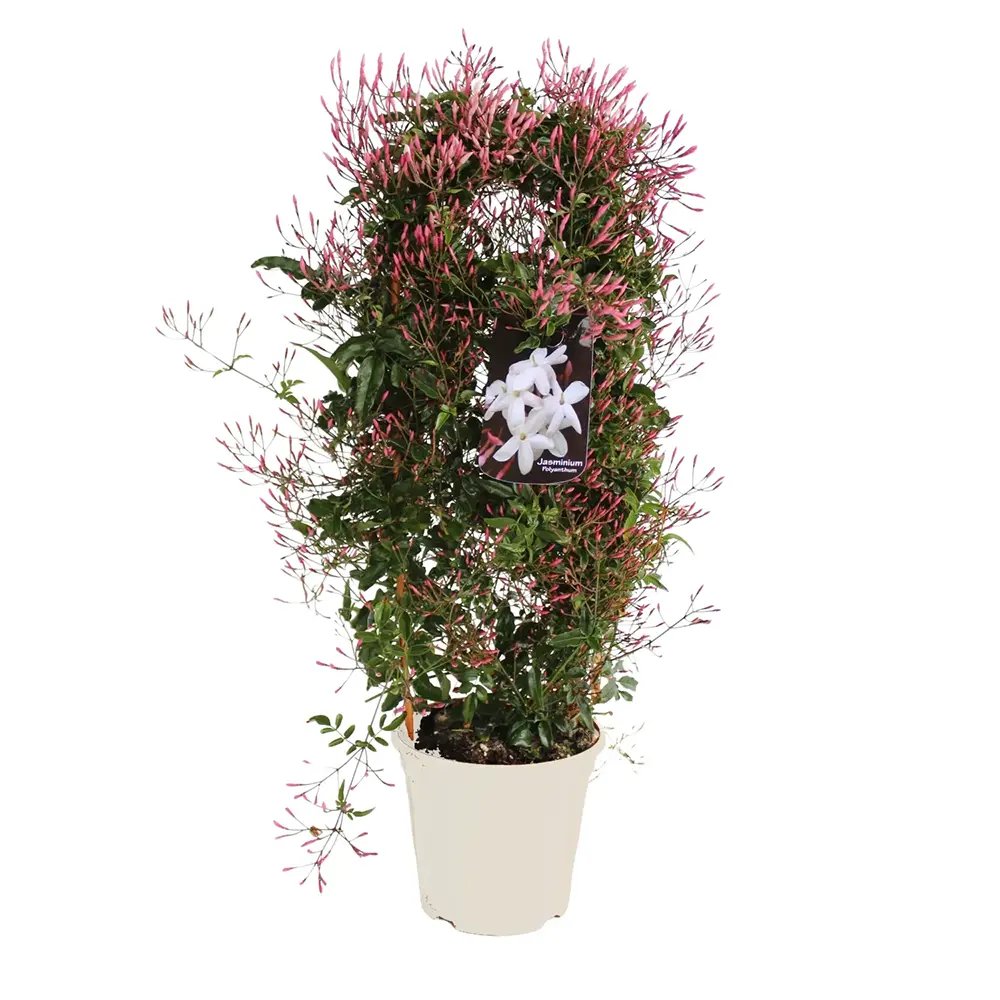 Iasomie de apartament (Jasminum polyanthum), cataratoare, parfum intens, planta decorativa pentru interior si terasa - 110 cm