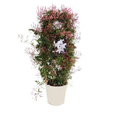 Iasomie de apartament (Jasminum polyanthum), cataratoare, parfum intens, planta decorativa pentru interior si terasa - 110 cm