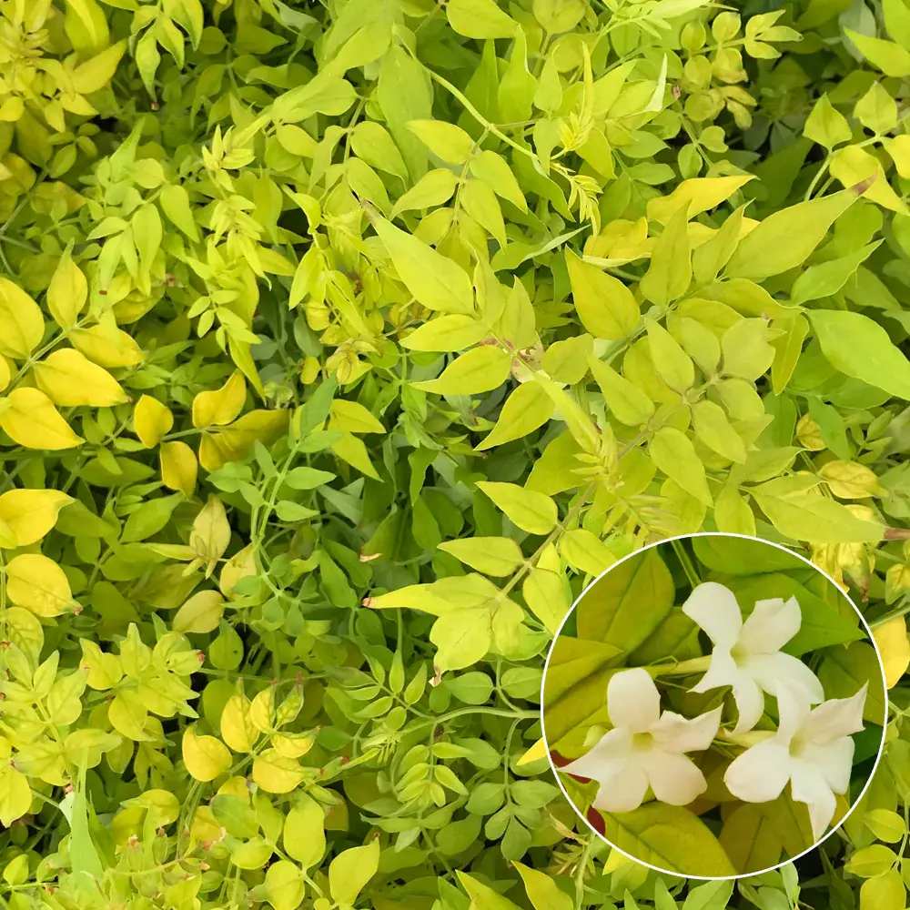 Iasomie Galbena Sunbeam, planta cataratoare parfumata, vesnic verde, flori albe