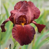 Iris Germanica (Stanjenel) Fabulous Jeanet, cu flori bicolore violet si rosu inchis parfumate, crestere rapida, bulb plantat In ghiveci