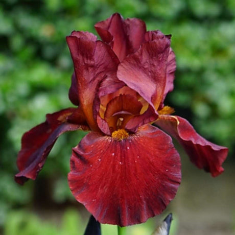 Iris Germanica (Stanjenel) Fabulous Jeanet, cu flori bicolore violet si rosu inchis parfumate, crestere rapida, bulb plantat In ghiveci