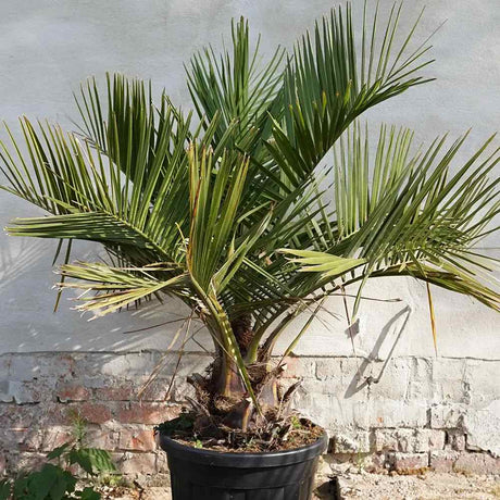 Palmier de Vin Jubaea chilensis, rezistent la ger, palmier exotic de gradina, palmier fructifer comestibil, crestere lenta, decor pe tot parcursul anului