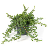 Ienupar Blue Pacific, tarator,  conifer cu frunzis albastru-verzui, robust, ideal pentru taluzuri si stancarii
