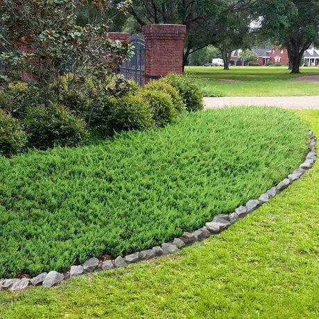 Ienupar Blue Pacific, tarator,  conifer cu frunzis albastru-verzui, robust, ideal pentru taluzuri si stancarii