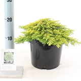 Ienupar Golden Carpet, tarator, conifer cu frunzis galben lamaie, bronz-deschis iarna, tolerant la seceta