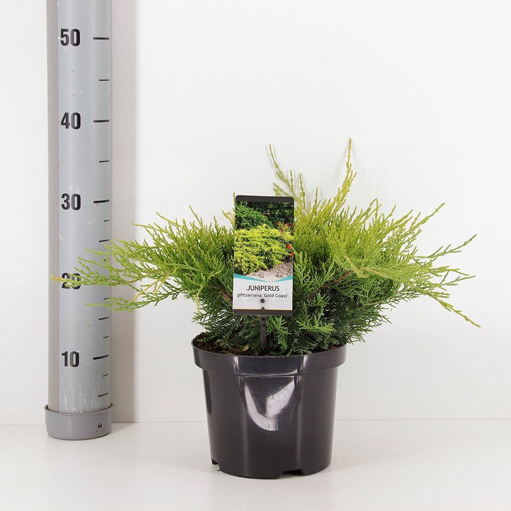 Ienupar Gold Coast, conifer decorativ cu frunzis auriu stralucitor, vesnic verde, rezistent la ger