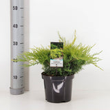 Ienupar Gold Coast, conifer decorativ cu frunzis auriu stralucitor, vesnic verde, rezistent la ger