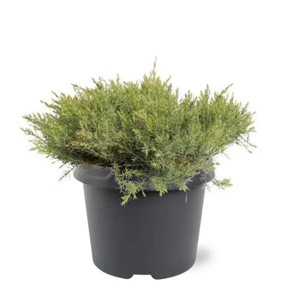 Ienupar Leningrad, tarator, frunzis verde-albastrui, compact, covor vesnic verde