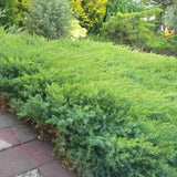 Ienupar Leningrad, tarator, frunzis verde-albastrui, compact, covor vesnic verde