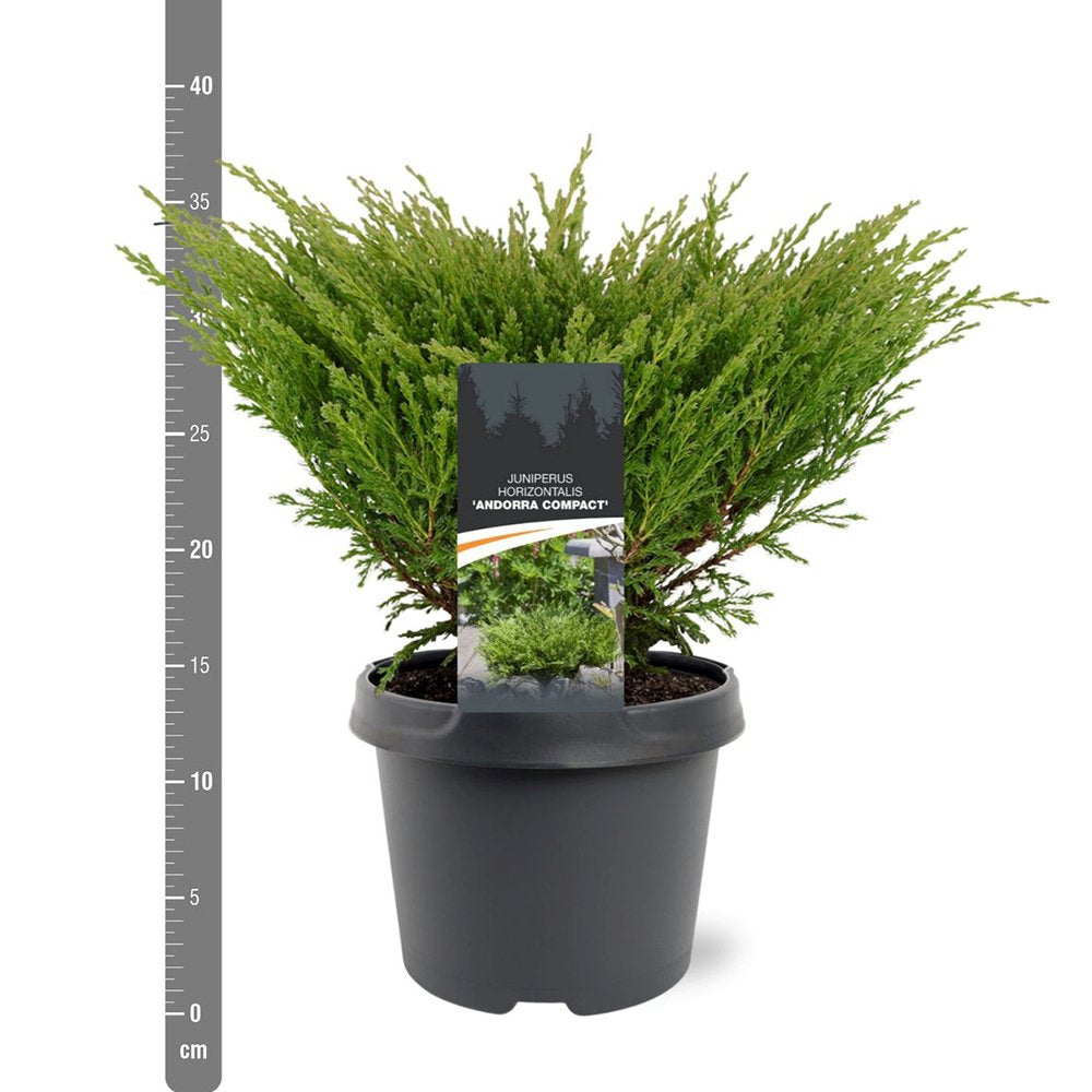 Ienupar Andorra Compact, tarator, cu frunzis verde intens, compact, vesnic verde