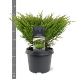 Ienupar Andorra Compact, tarator, cu frunzis verde intens, compact, vesnic verde