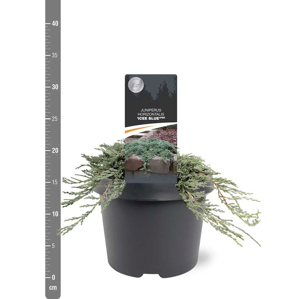 Ienupar Icee Blue, tarator, conifer decorativ albastru-argintiu, vesnic verde, ideal pentru incepatori