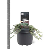 Ienupar Icee Blue, tarator, conifer decorativ albastru-argintiu, vesnic verde, ideal pentru incepatori