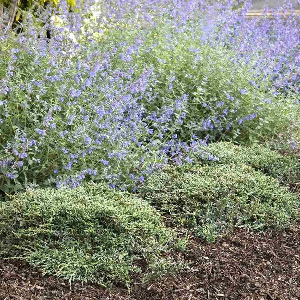 Ienupar Icee Blue, tarator, conifer decorativ albastru-argintiu, vesnic verde, ideal pentru incepatori