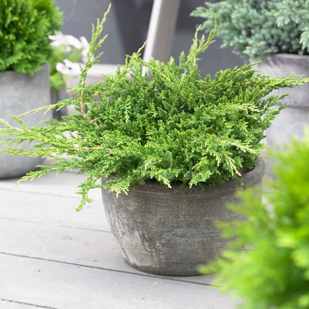 Ienupar Prince Of Wales, tarator, frunzis verde, fructe decorative albastru-purpurii, ideal pentru bordusi si taluzi
